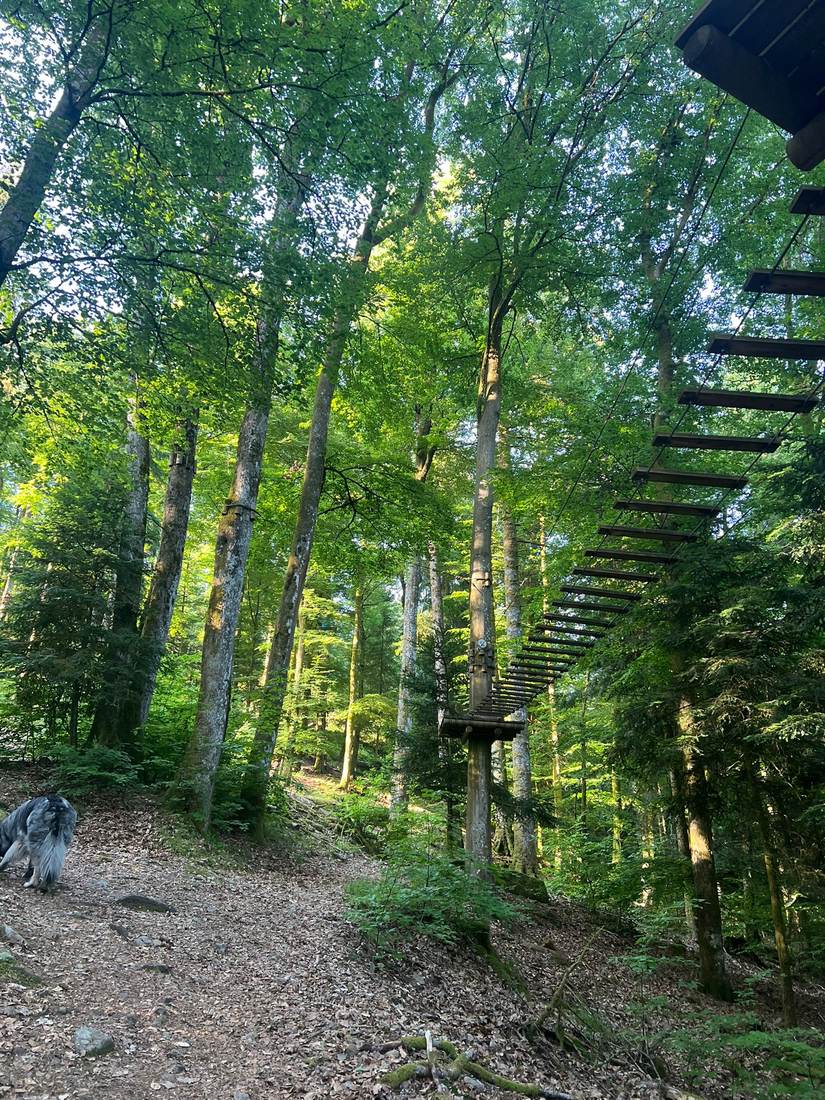 Parcours accrobranche dans les arbres du Schlossberg